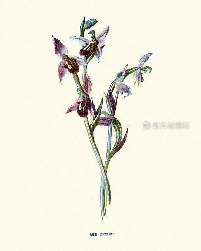 蜜蜂兰花(Ophrys apifera)，植物分类